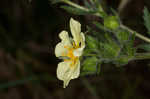 Sulphur cinquefoil